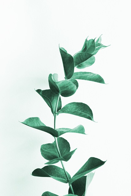 květina eukalyptus